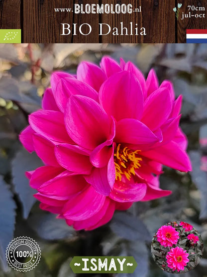 Bio Dahlia 'Ismay' - roze enkelbloemige dahlia van boven
