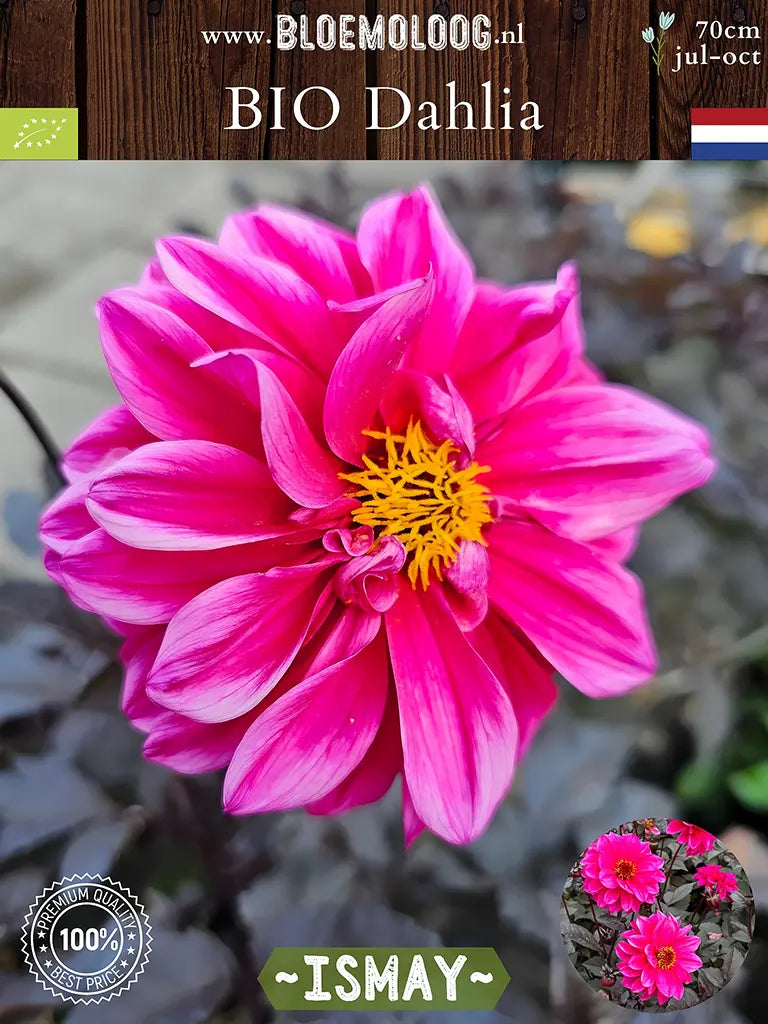 Bio Dahlia 'Ismay' bijna uitgebloeid