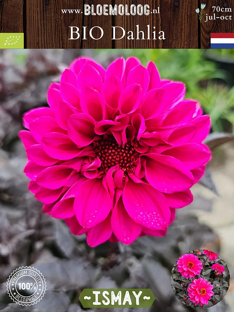 Bio Dahlia 'Ismay' - Roze enkelboemige dahlia die net bloeit