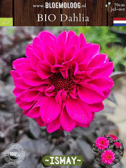 Bio Dahlia 'Ismay' - Roze enkelboemige dahlia die net bloeit