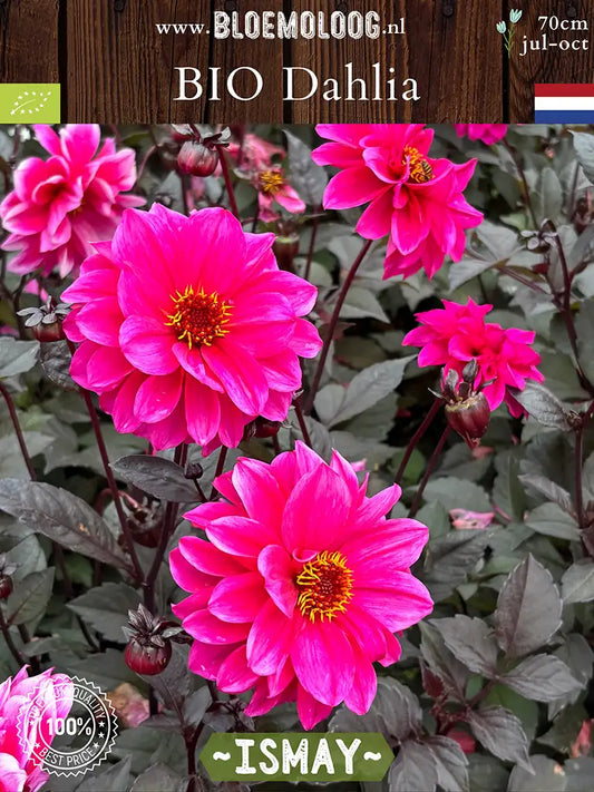 Bio Dahlia 'Ismay' - Roze enkelbloemige dahlia in groep bloemen