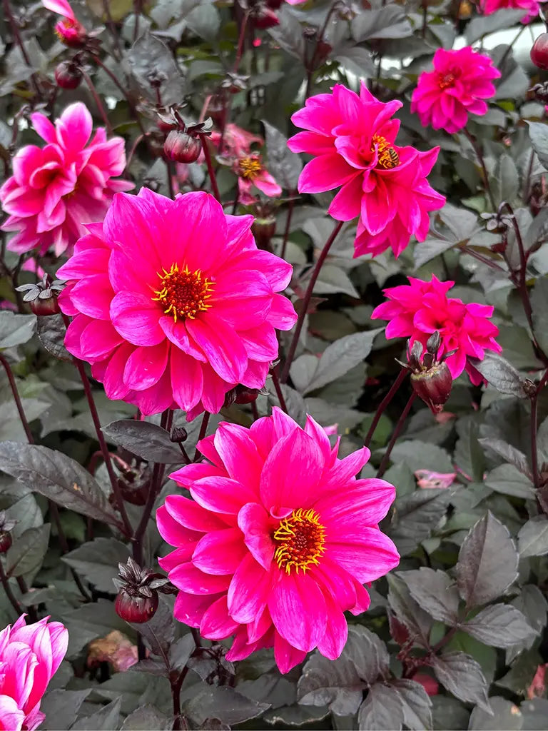 Bio Dahlia 'Ismay' - roze bijenvriendelijke dahlia zonder frame