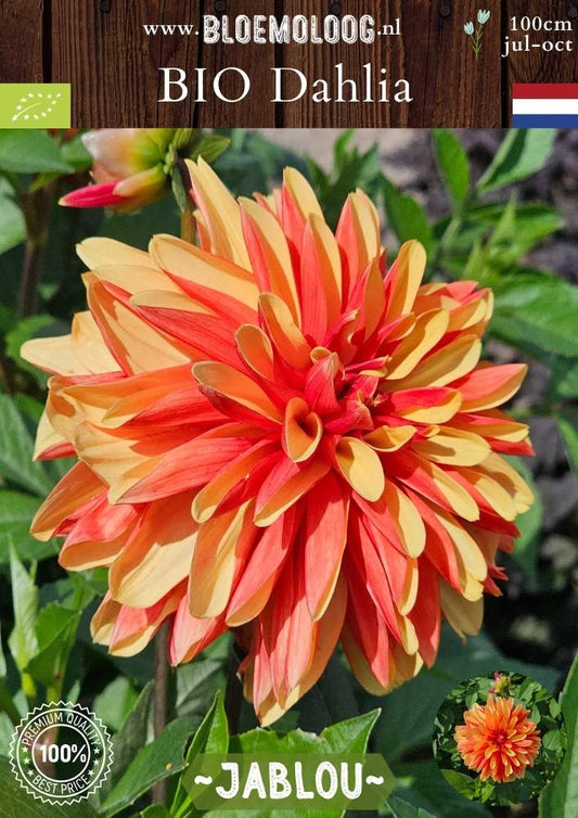 Bio Dahlia 'Jablou' - biologische oranje/rode dinnerplate dahlia | Bloemoloog.nl