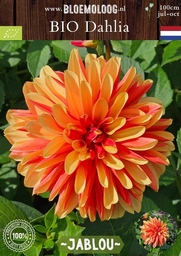 Bio Dahlia 'Jablou' - biologische oranje/rode dinnerplate dahlia | Bloemoloog.nl