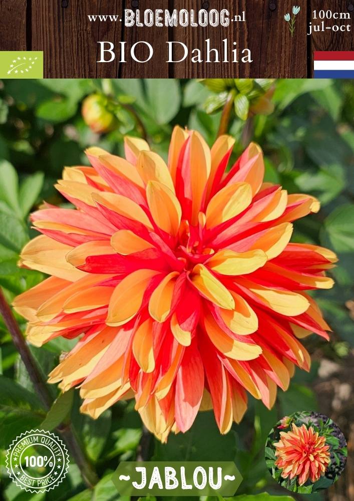 Bio Dahlia 'Jablou' - biologische oranje/rode dinnerplate dahlia | Bloemoloog.nl