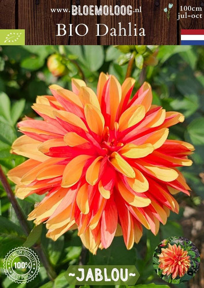 Bio Dahlia 'Jablou' - biologische oranje/rode dinnerplate dahlia | Bloemoloog.nl