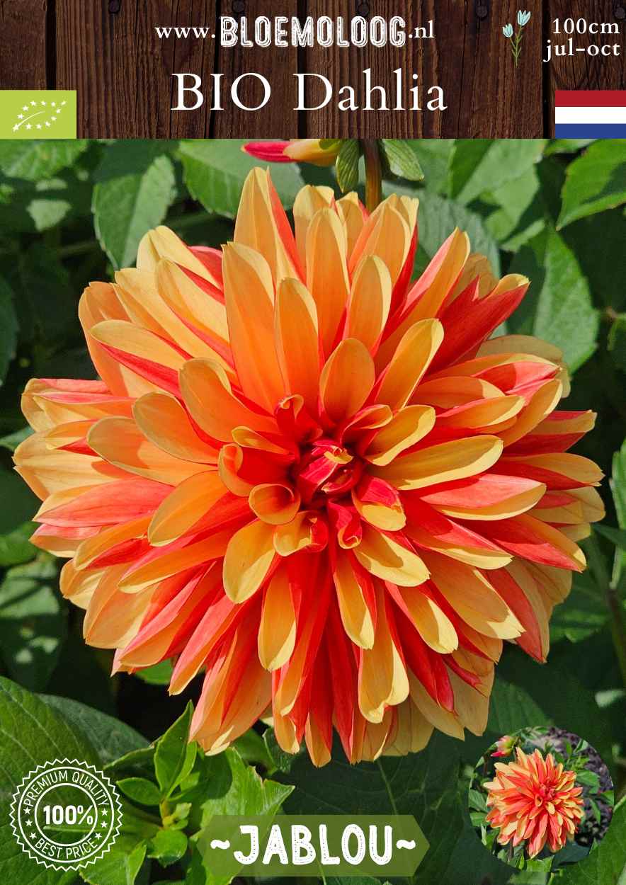 Bio Dahlia 'Jablou' - biologische oranje rode dinnerplate dahlia kopen | Bloemoloog.nl