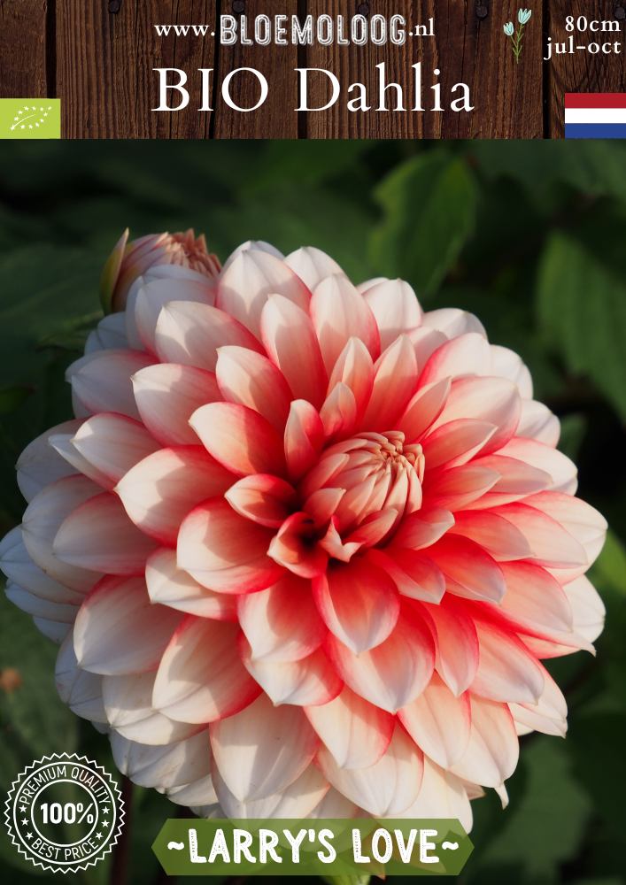 Bio Dahlia 'Larry's Love'  biologische decoratieve rood witte dahlia met gevulde bloemen - bloemoloog