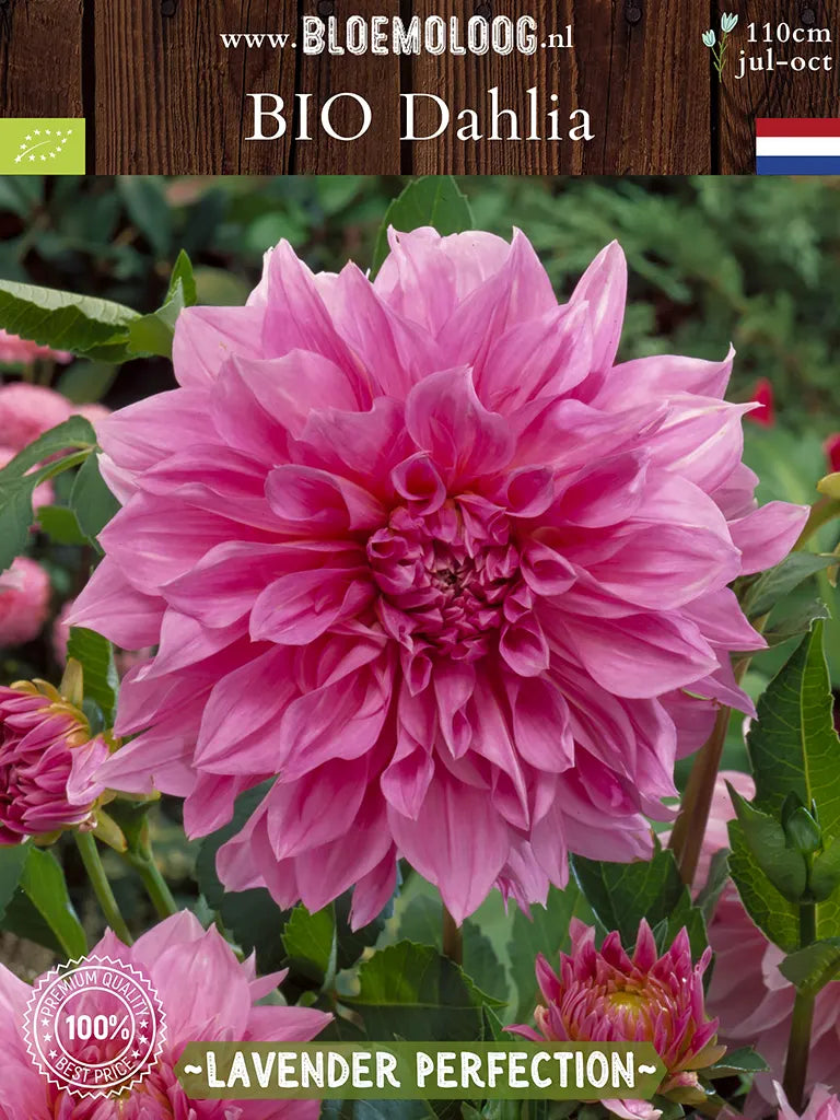 Bio Dahlia 'Lavender Perfection' van voren