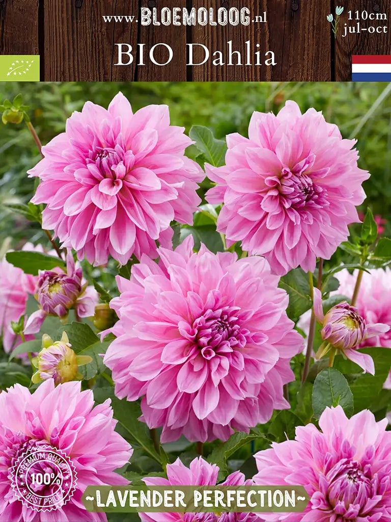 Bio Dahlia 'Lavender Perfection' - roze grootbloemige dahlia's in een groep
