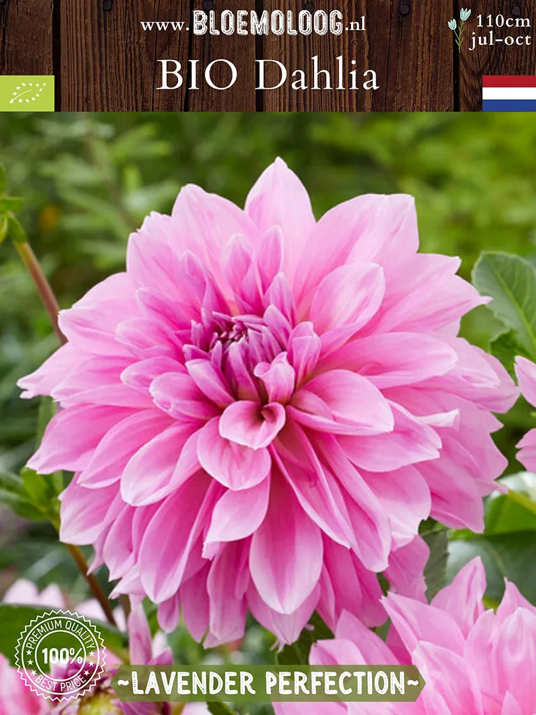 Bio Dahlia 'Lavender Perfection' - roze dahlia van de zijkant