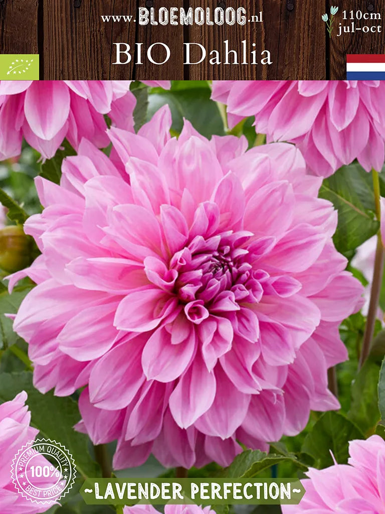 Bio Dahlia 'Lavender Perfection' - roze grootbloemige dahlia close-up