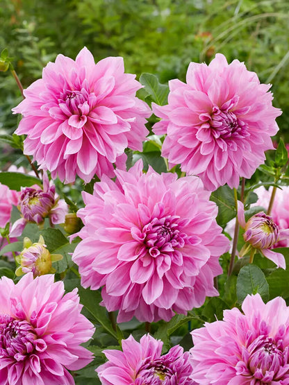 Bio Dahlia 'Lavender Perfection - grootbloemige roze dahlia in groep zonder frame