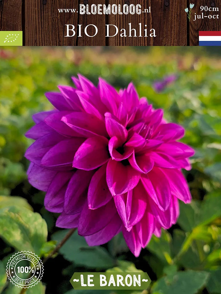 Paarse Bio Dahlia 'Le Baron' van de zijkant 2