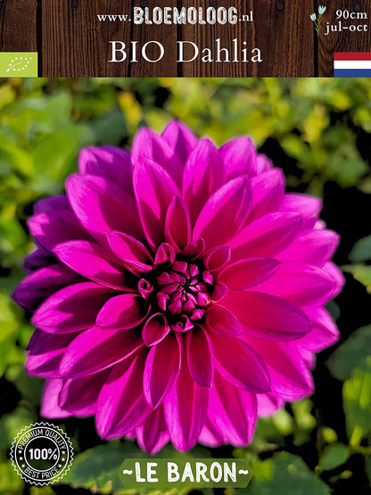 Paarse Bio Dahlia 'Le Baron' van voren