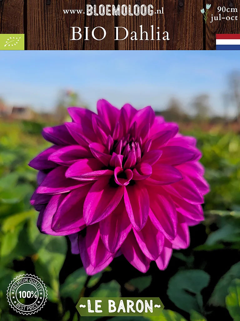 Paarse Bio Dahlia 'Le Baron' van de zijkant