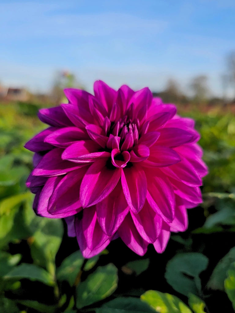 Paarse Bio Dahlia 'Le Baron' zonder frame