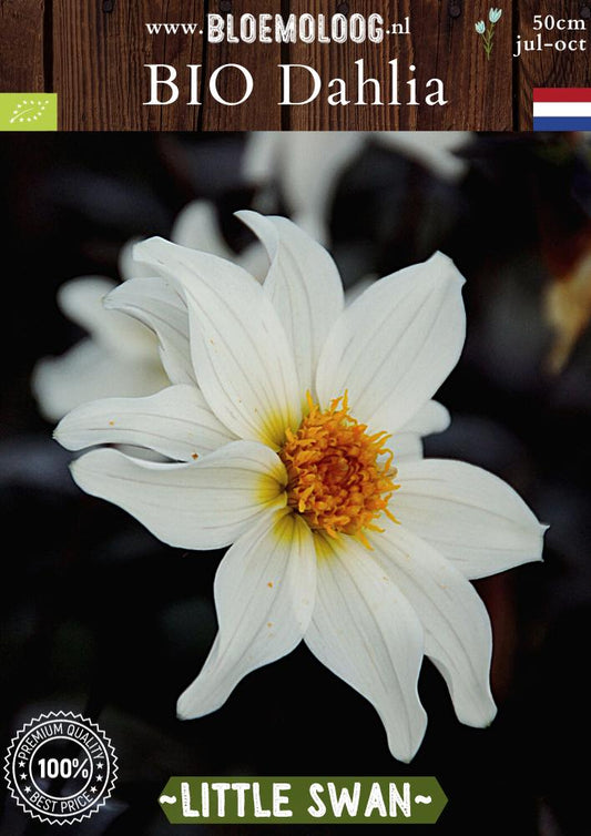 Bio Dahlia 'Little Swan' donkerbladige witte open hart dahlia - Bloemoloog
