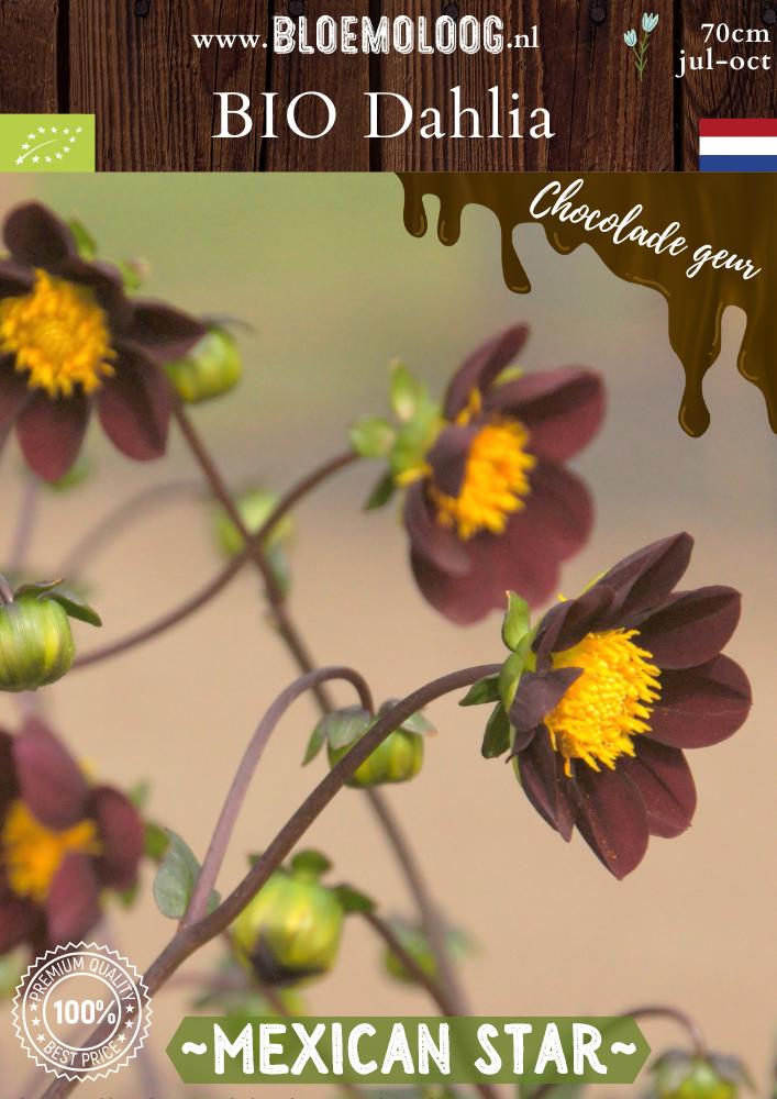 Bio Dahlia 'Mexican Star' biologische chocolade-kleurige open hart dahlia
