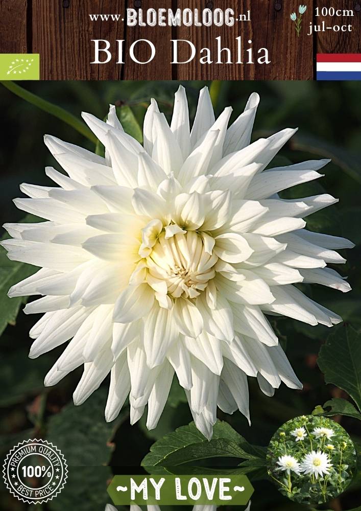 Bio Dahlia 'My Love' - Biologische witte semi cactusdahlia | Bloemoloog