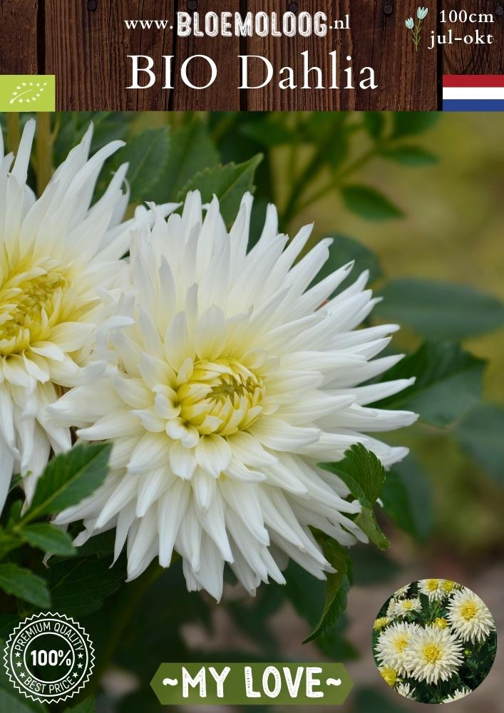 Bio Dahlia 'My Love' - Biologische witte semi cactusdahlia | Bloemoloog