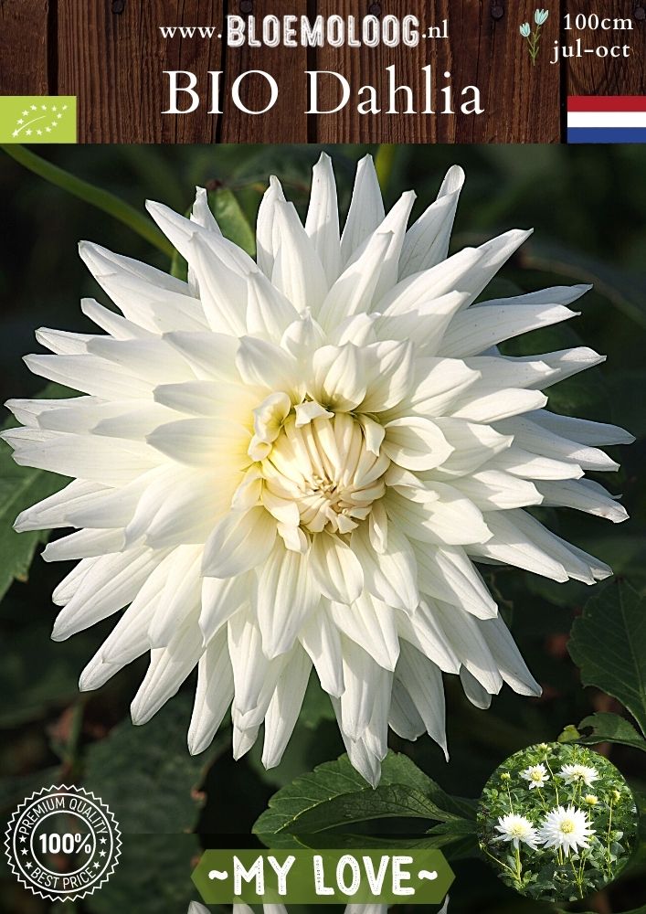 Bio Dahlia 'My Love' biologische witte semi cactus dahlia - Bloemoloog