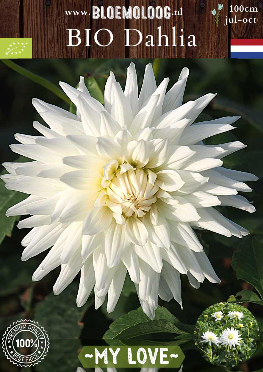 Bio Dahlia 'My Love' wit semi cactus biologische bloembollen Bloemoloog