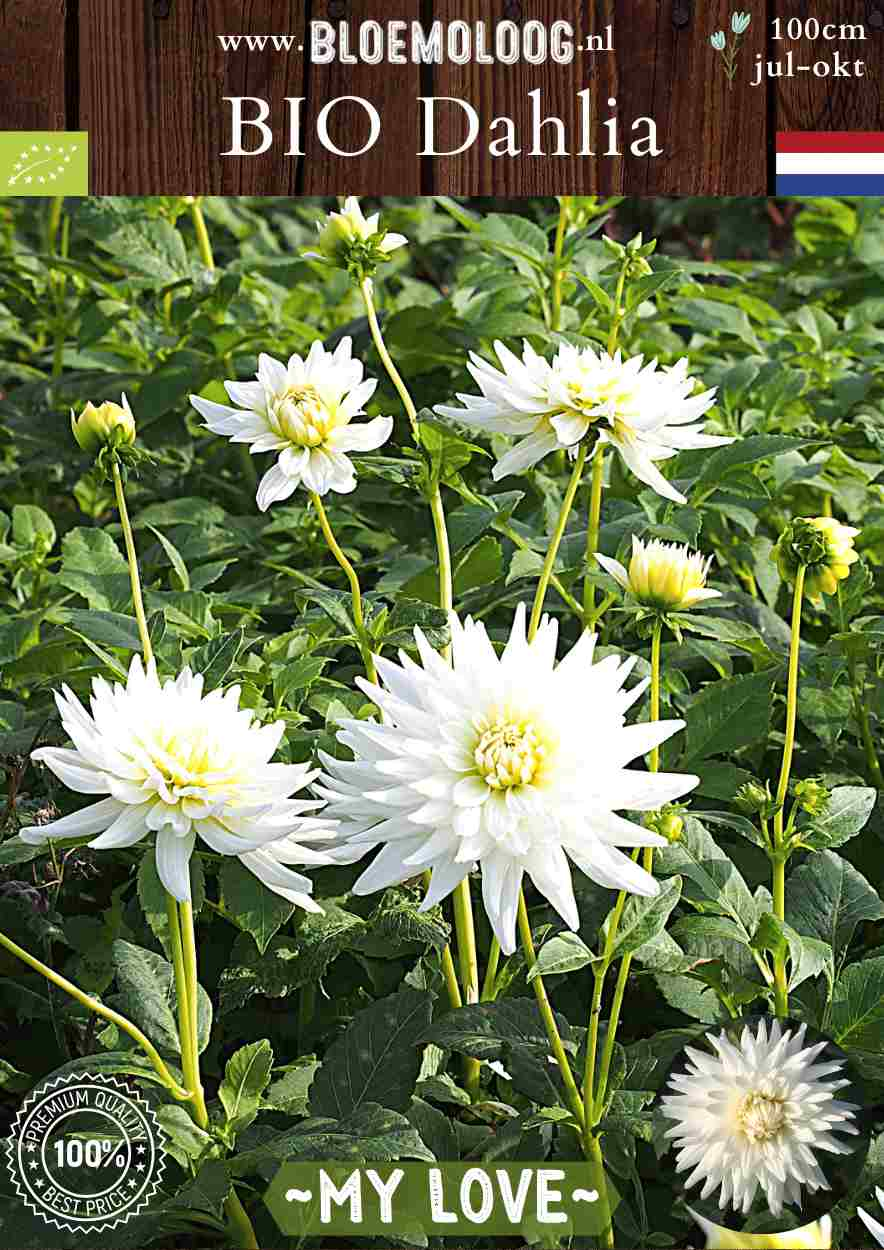 Bio Dahlia 'My Love' wit semi cactus biologische bloembollen Bloemoloog