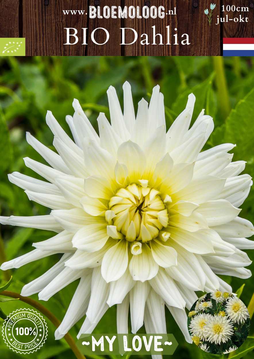 Bio Dahlia 'My Love' wit semi cactus biologische bloembollen Bloemoloog