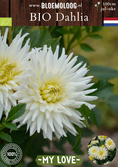 Bio Dahlia 'My Love' wit semi cactus biologische bloembollen Bloemoloog