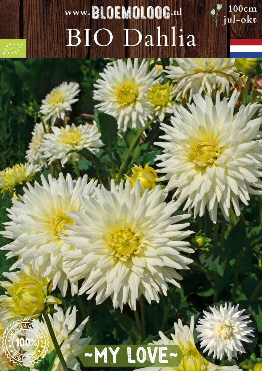 Bio Dahlia 'My Love' wit semi cactus biologische bloembollen Bloemoloog