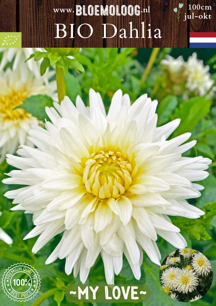 Bio Dahlia 'My Love' wit semi cactus biologische bloembollen Bloemoloog