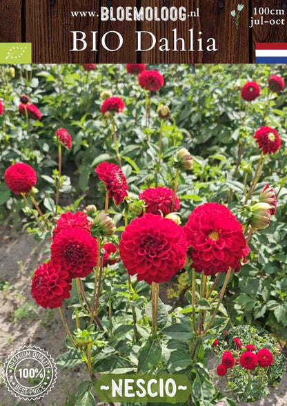 Bio Dahlia 'Nescio' - biologische rode baldahlia | Bloemoloog