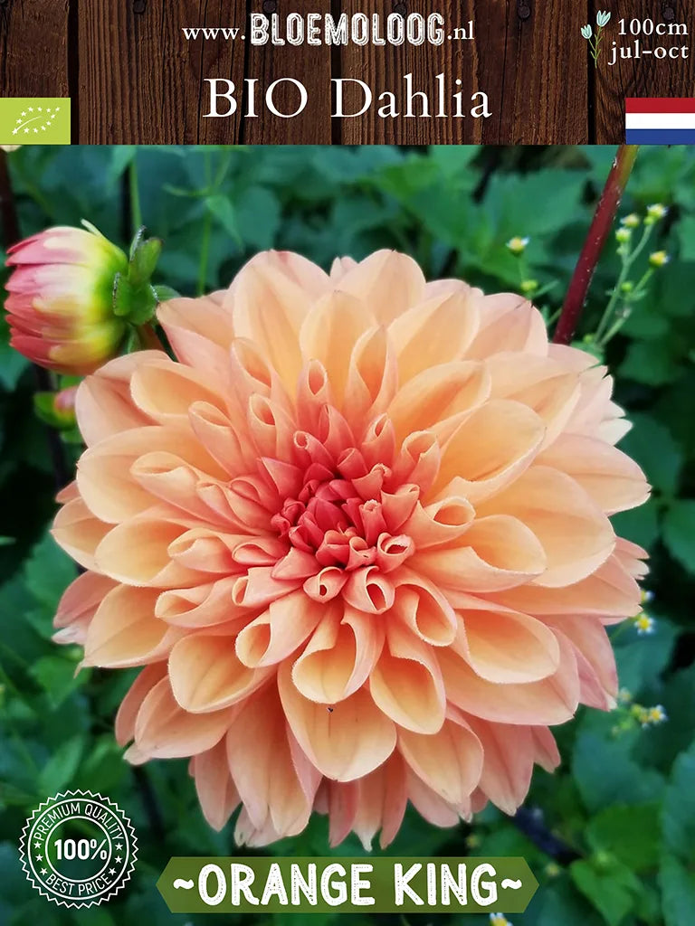 Organic Dahlia 'Orange King'