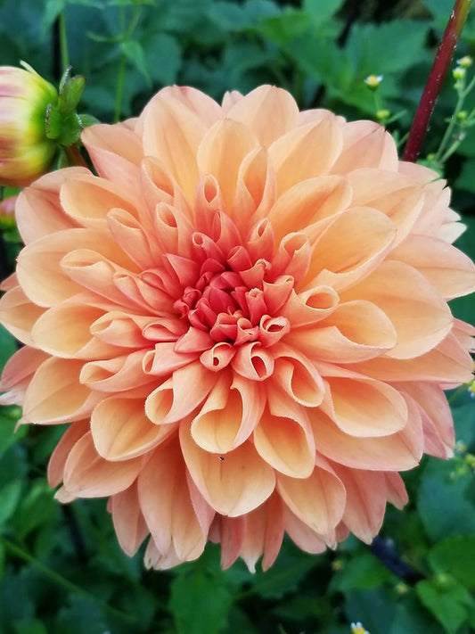 Organic Dahlia 'Orange King'