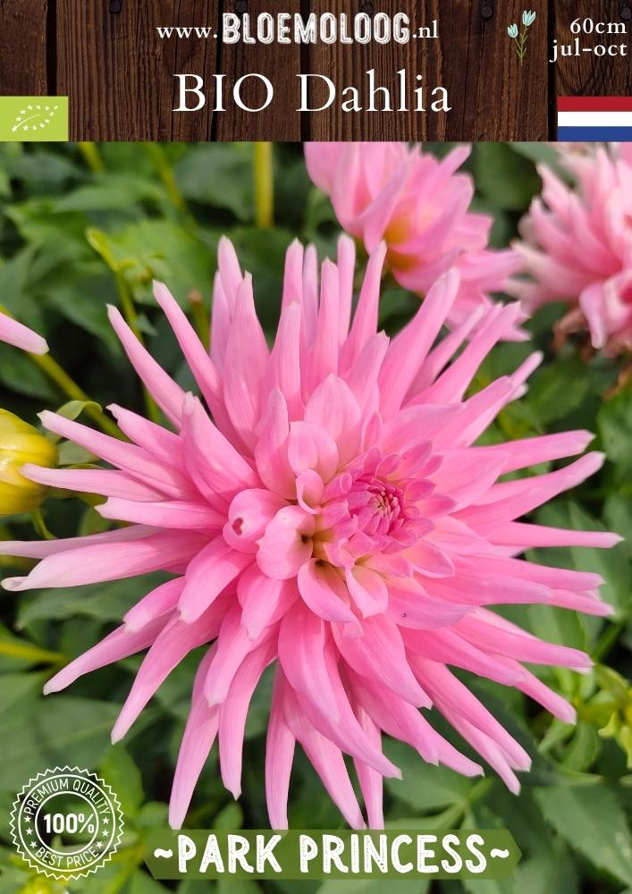 Bio Dahlia 'Park Princess' - Biologische roze cactusdahlia | Bloemoloog