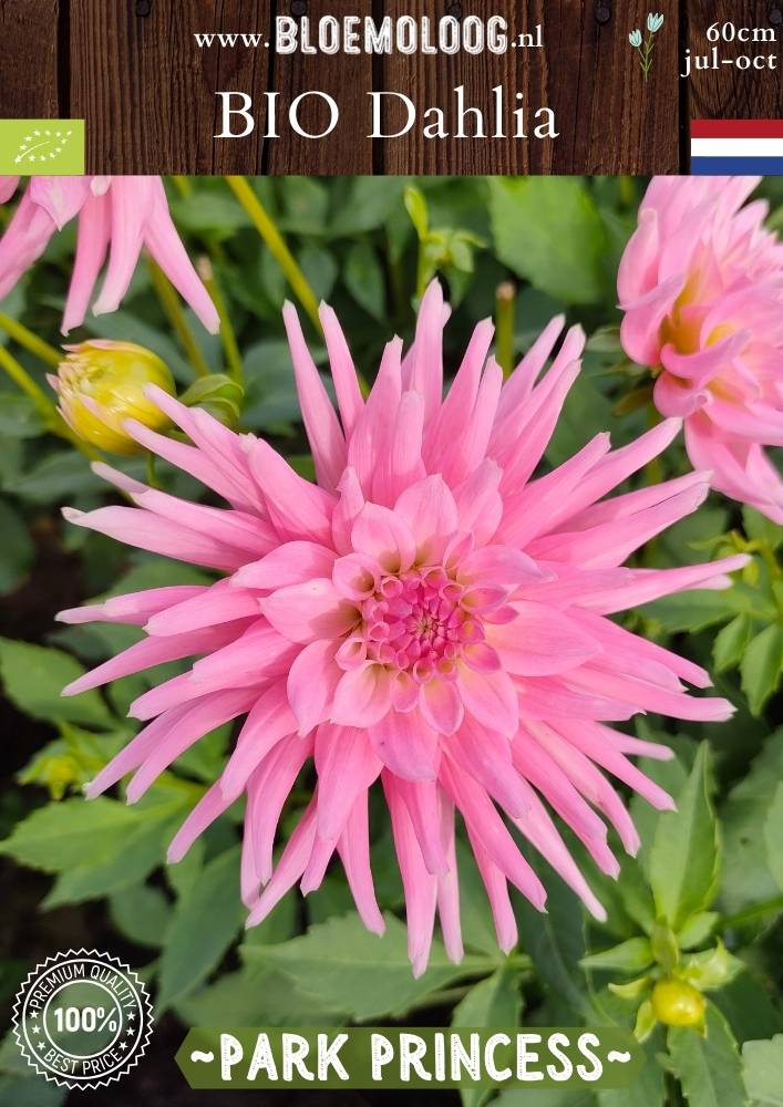 Bio Dahlia 'Park Princess' - Biologische roze cactusdahlia | Bloemoloog