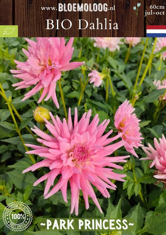 Bio Dahlia 'Park Princess' - Biologische roze cactusdahlia | Bloemoloog