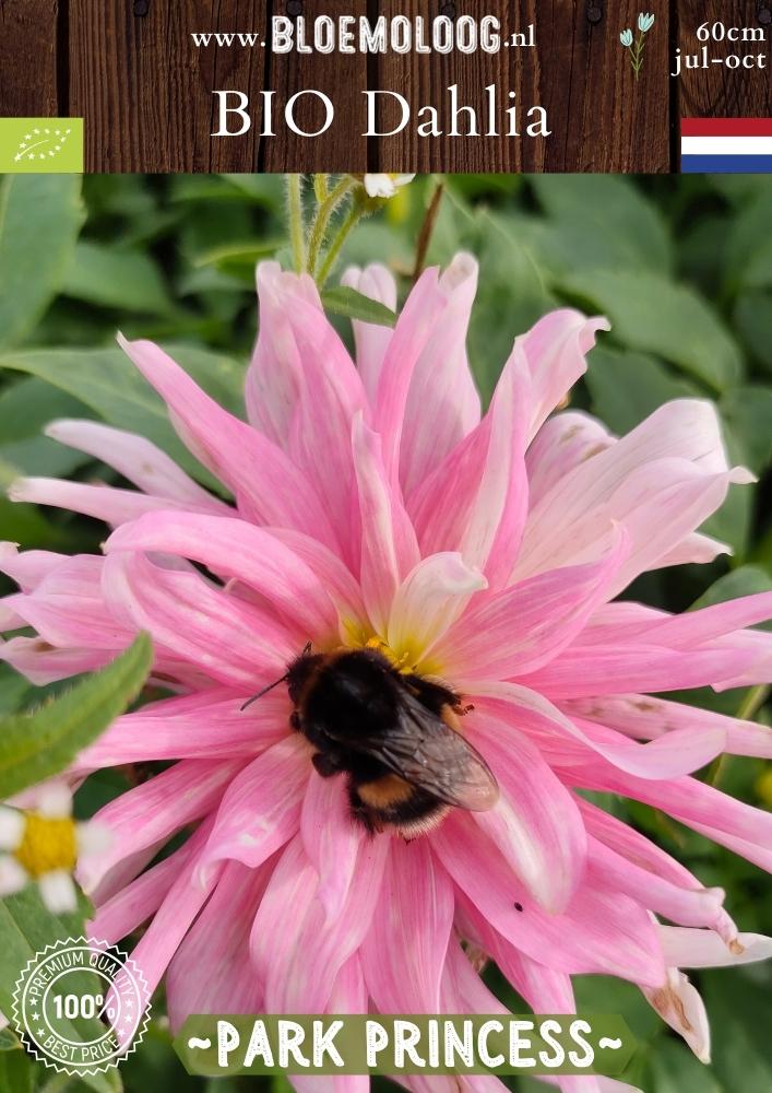 Bio Dahlia 'Park Princess' - Biologische roze cactusdahlia | Bloemoloog