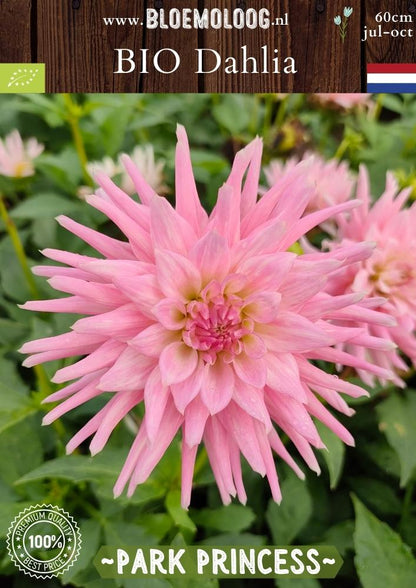 Bio Dahlia 'Park Princess' - Biologische roze cactusdahlia | Bloemoloog