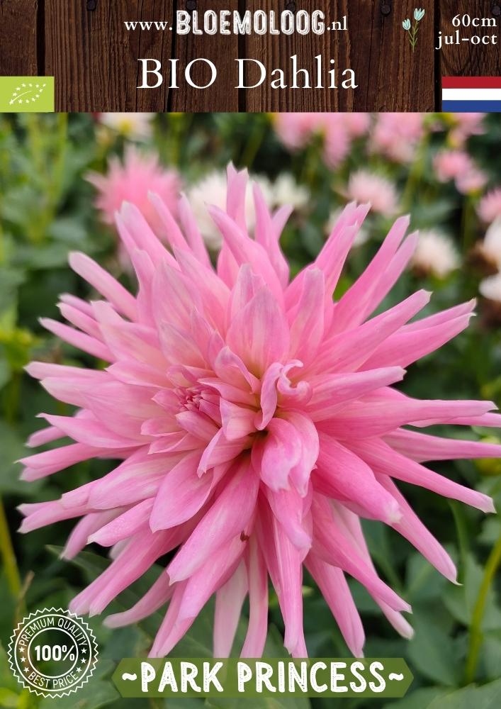 Bio Dahlia 'Park Princess' - Biologische roze cactusdahlia | Bloemoloog