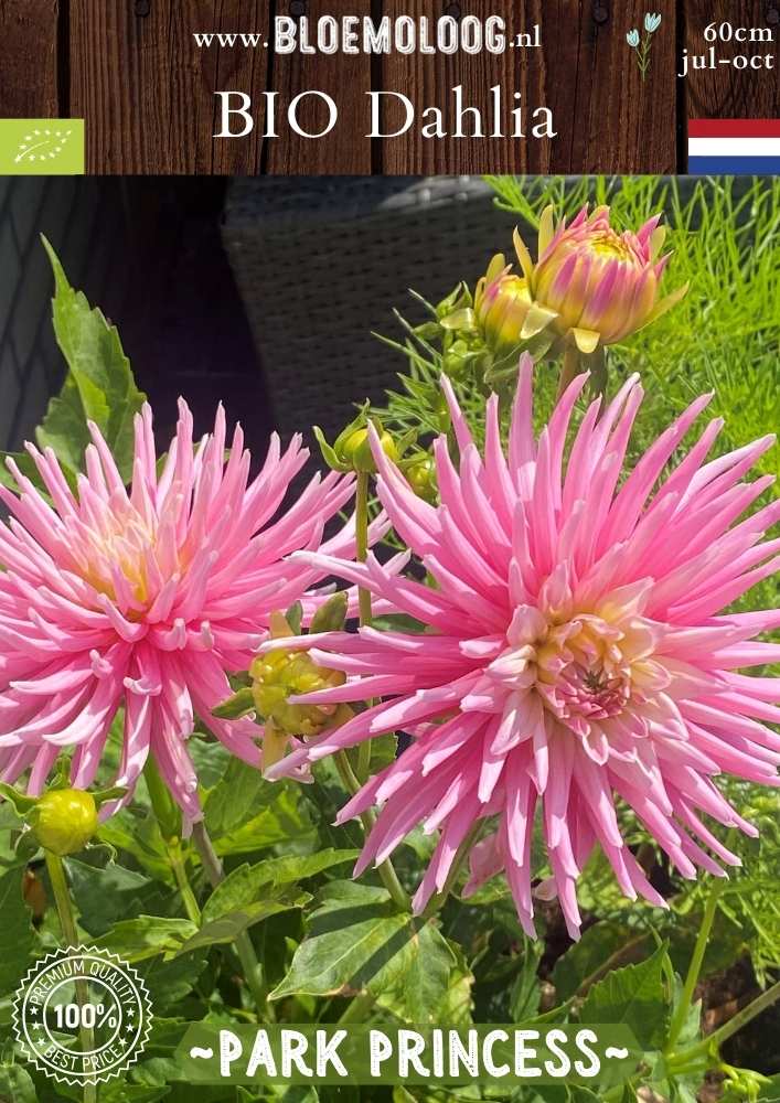 Bio Dahlia 'Park Princess' - Biologische roze cactusdahlia | Bloemoloog