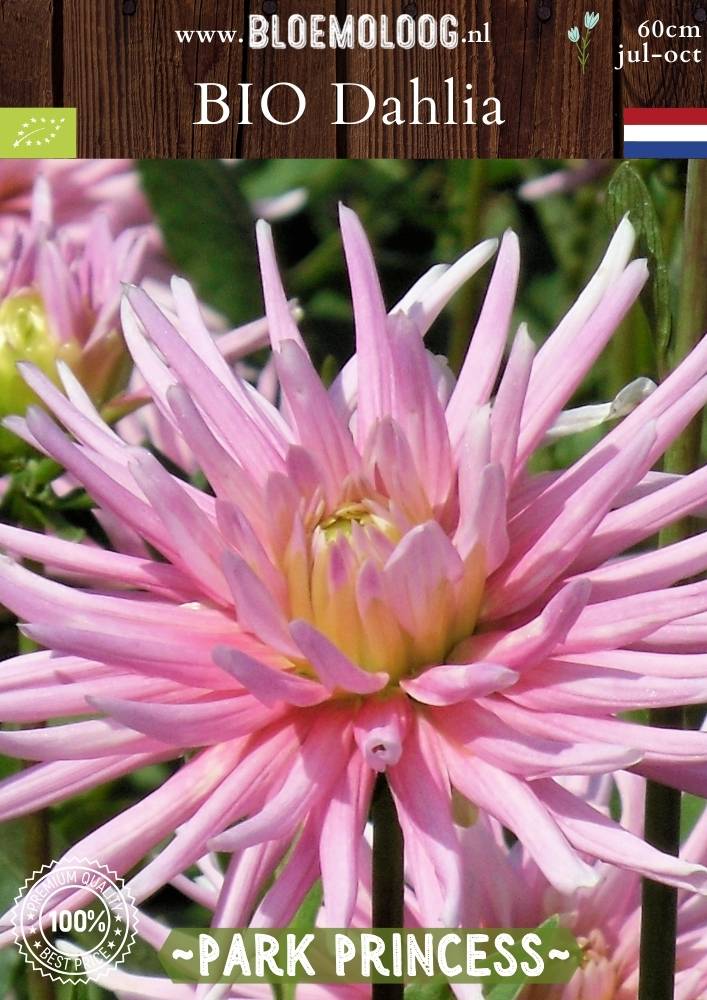 Bio Dahlia 'Park Princess' - Biologische roze cactusdahlia | Bloemoloog