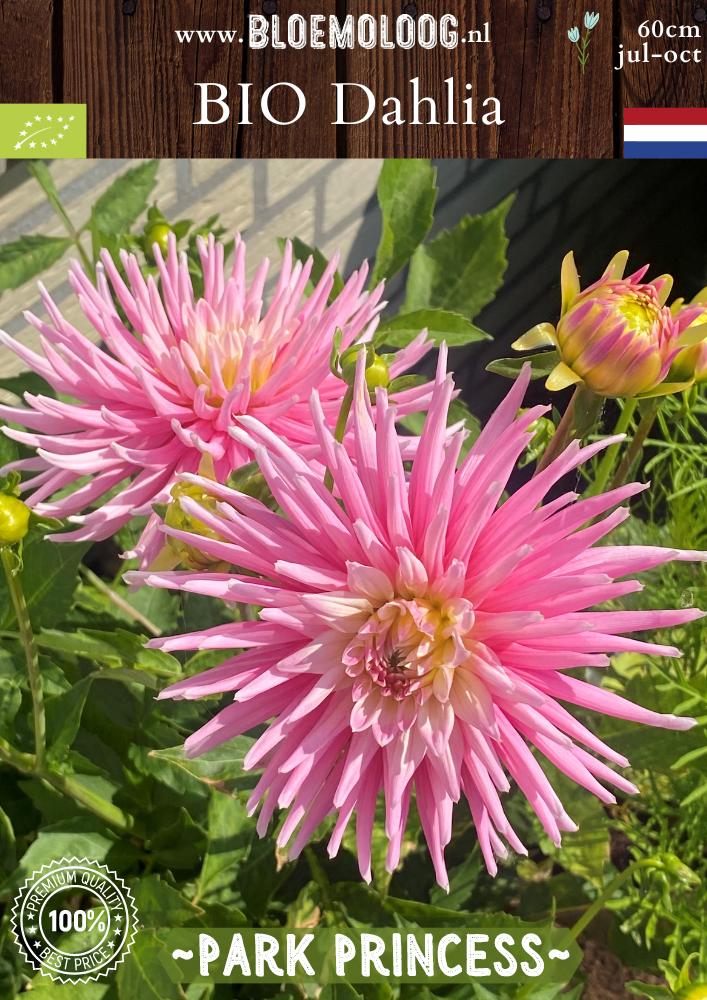 Bio Dahlia 'Park Princess' biologische roze cactus dahlia - Bloemoloog