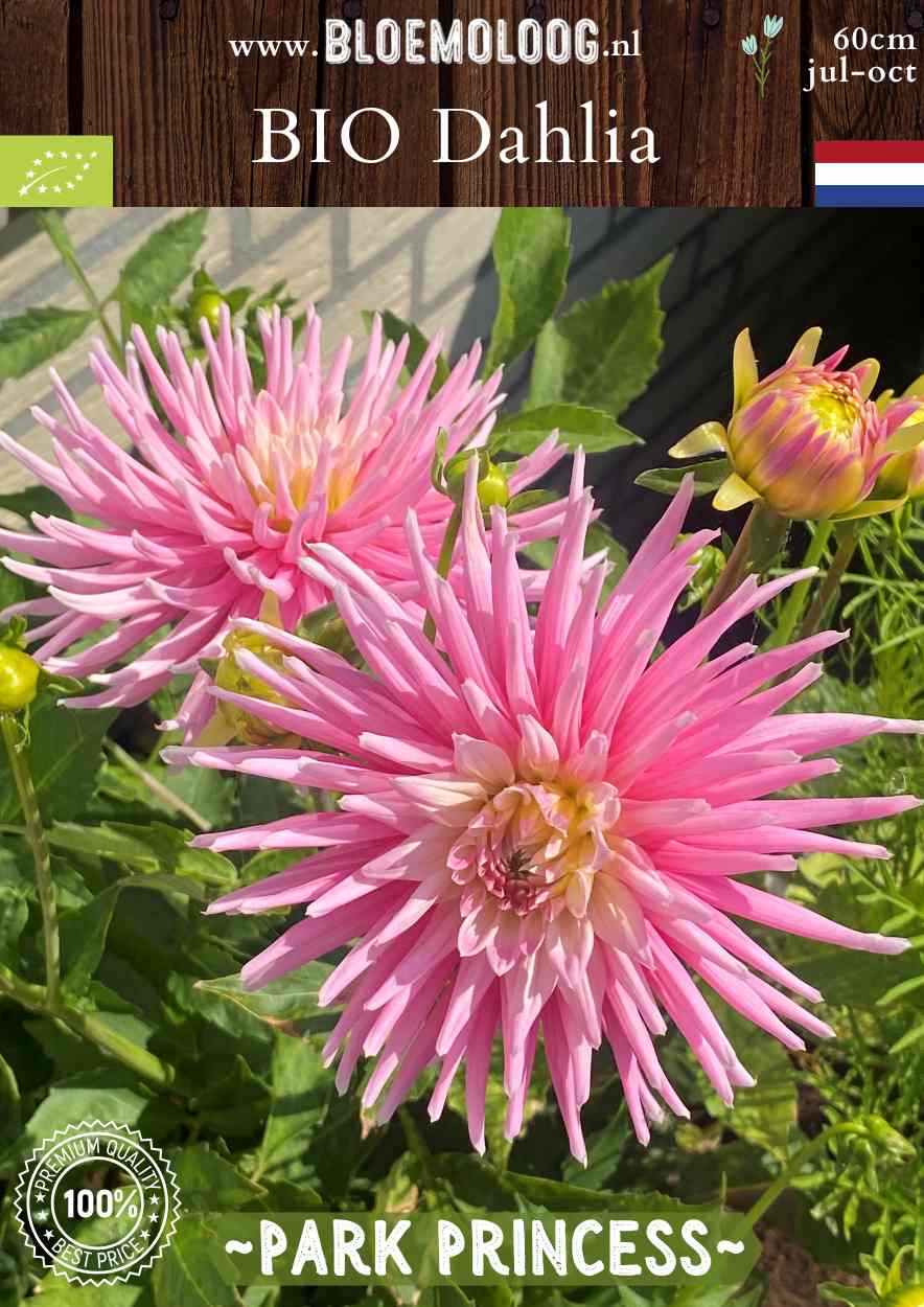 Bio Dahlia 'Park Princess' roze cactus Dahlia biologisch gekweekt