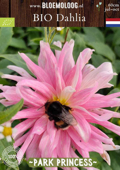 Bio Dahlia 'Park Princess' roze cactus Dahlia biologisch gekweekt