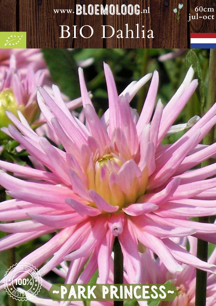 Bio Dahlia 'Park Princess' roze cactus Dahlia biologisch gekweekt