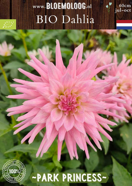 Bio Dahlia 'Park Princess' roze cactus Dahlia biologisch gekweekt