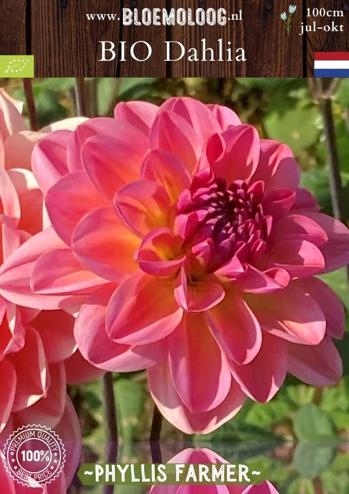 Bio Dahlia 'Phyllis Farmer' - Biologische roze waterlelie dahlia  Bloemoloog