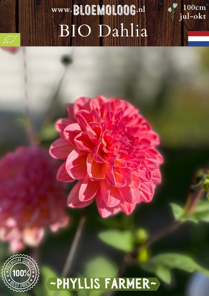 Bio Dahlia 'Phyllis Farmer' - Biologische roze waterlelie dahlia  Bloemoloog